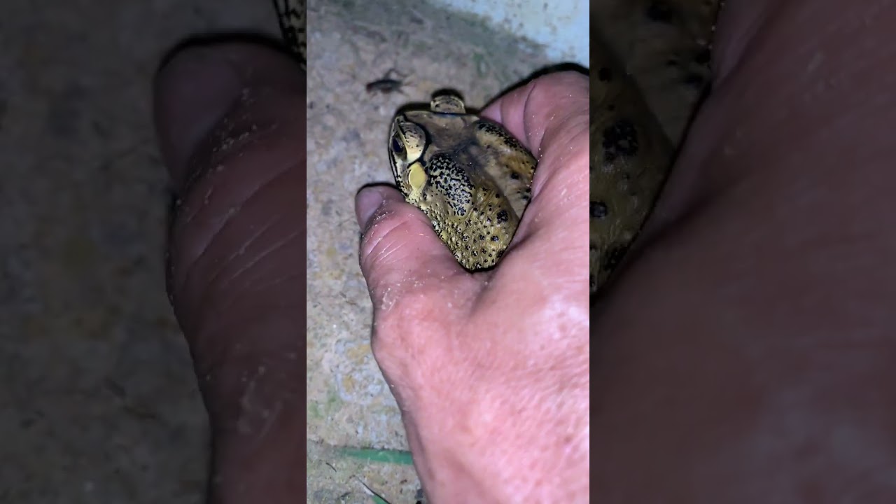 Asian Toad frog #virallife #rainfrog #animal #wildlife #viral #life #dailyvlog #shortsfeed  #toads