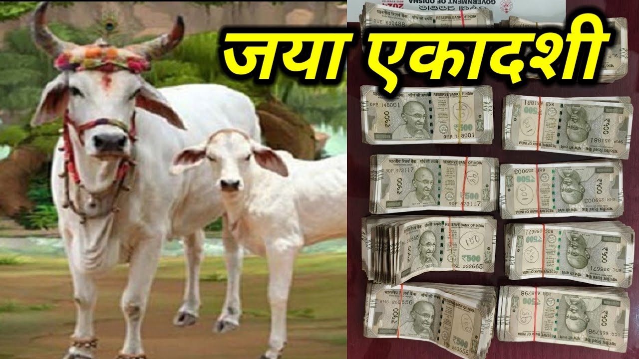 29 जनवरी 2026 गाय माता को खिला देना 1 चीज तिजोरी 5 दिनो में भर जाएगी किस्मत खुल जाएगी#vsatu_shsatra 