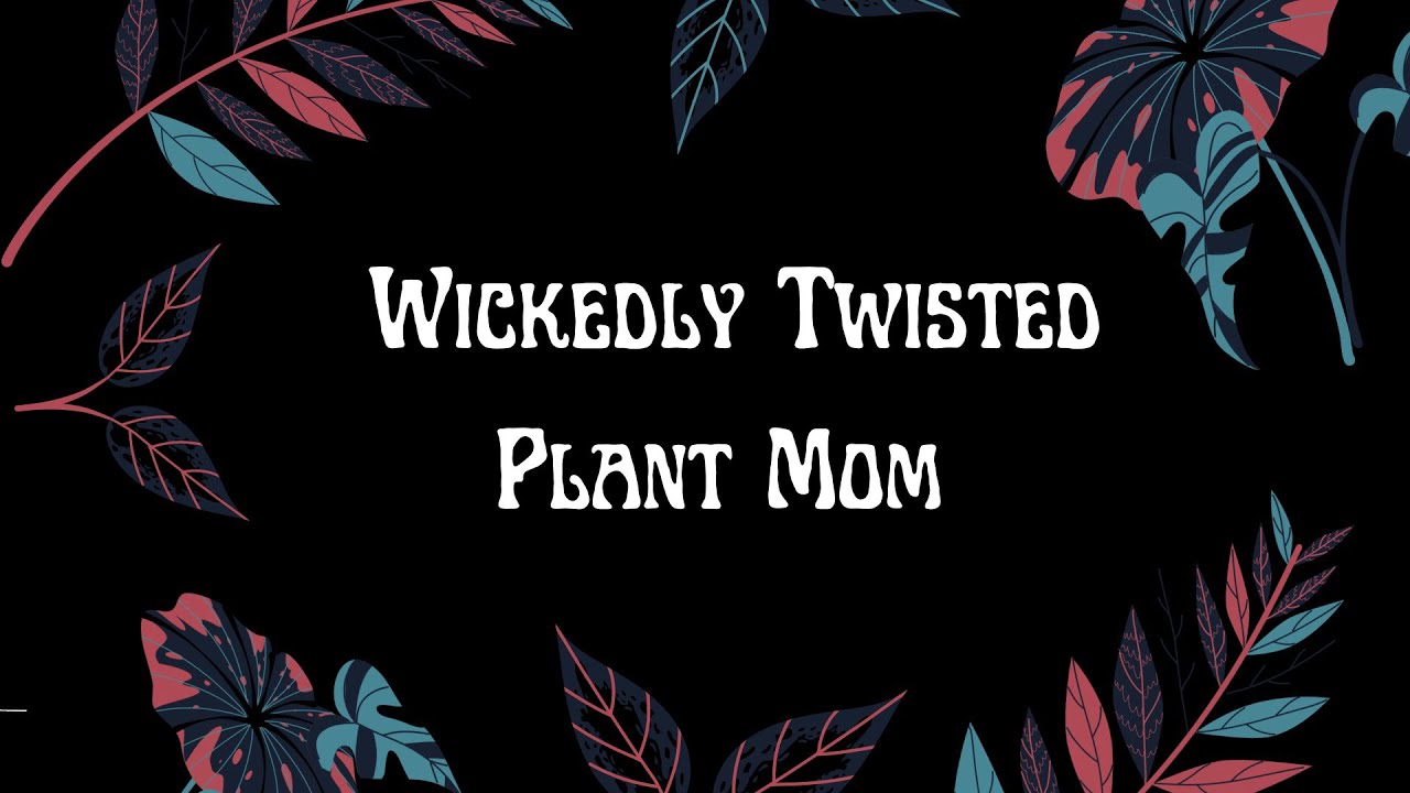 PLANT MAIL UNBOXING! philodendron red Anderson and epi pen albo