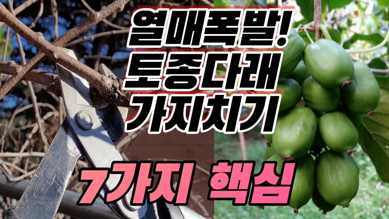 지금 최적기! 토종다래 가지치기 핵심노하우 7가지 10분만에 배우기 (feat.대한민국 토종다래 최고기술명인 이평재)