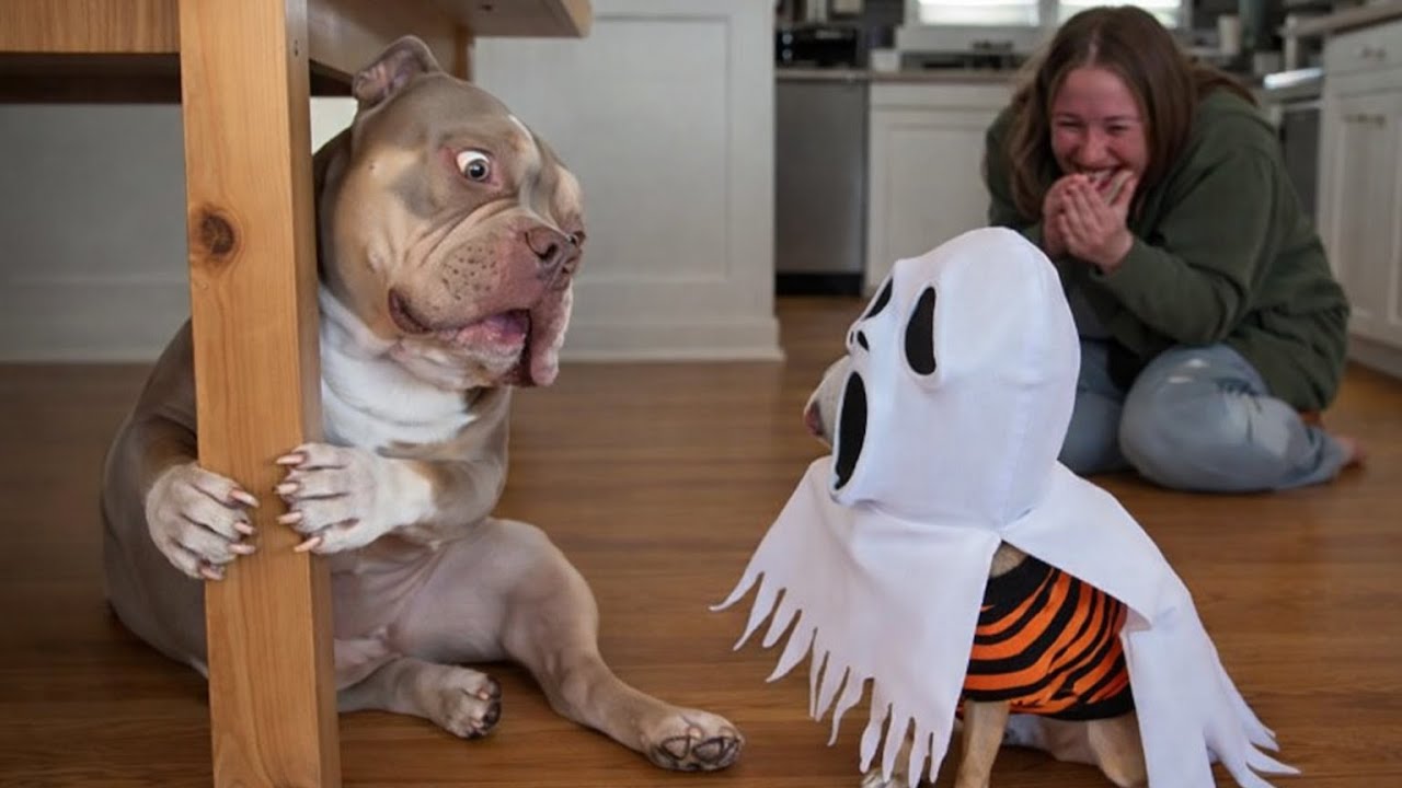 Big Dog Gets Hilariously Scared by Tiny Ghost Puppy! 😂🐶