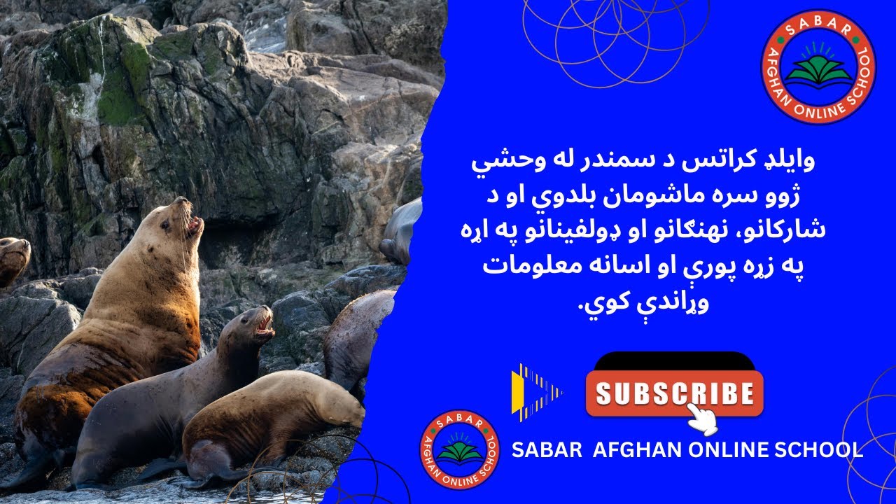 Sabar Afghan Online School Kids | وایلډ کراتس د سمندر له وحشي ژوو سره ماشومان بلدوي