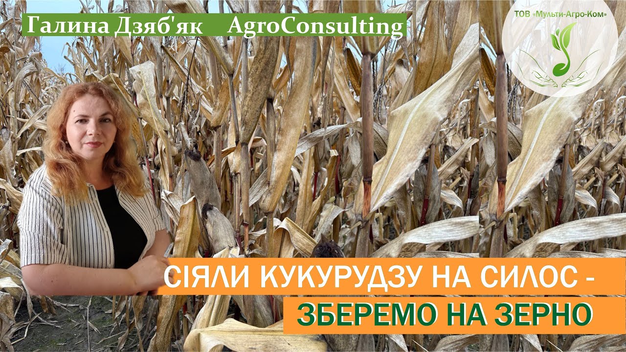 Гібрид кукурудзи ДМ Вікторія - розраховуємо біологічну врожайність