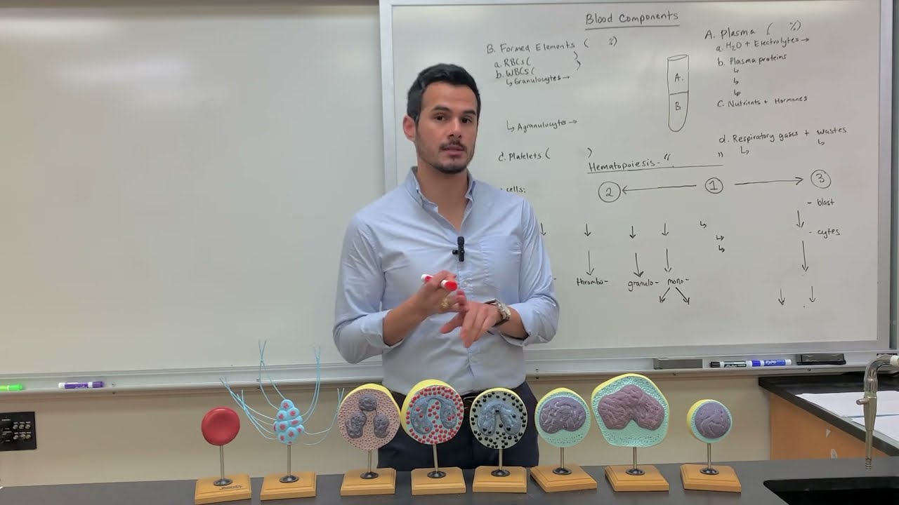 Components of Blood: Plasma and Formed Elements