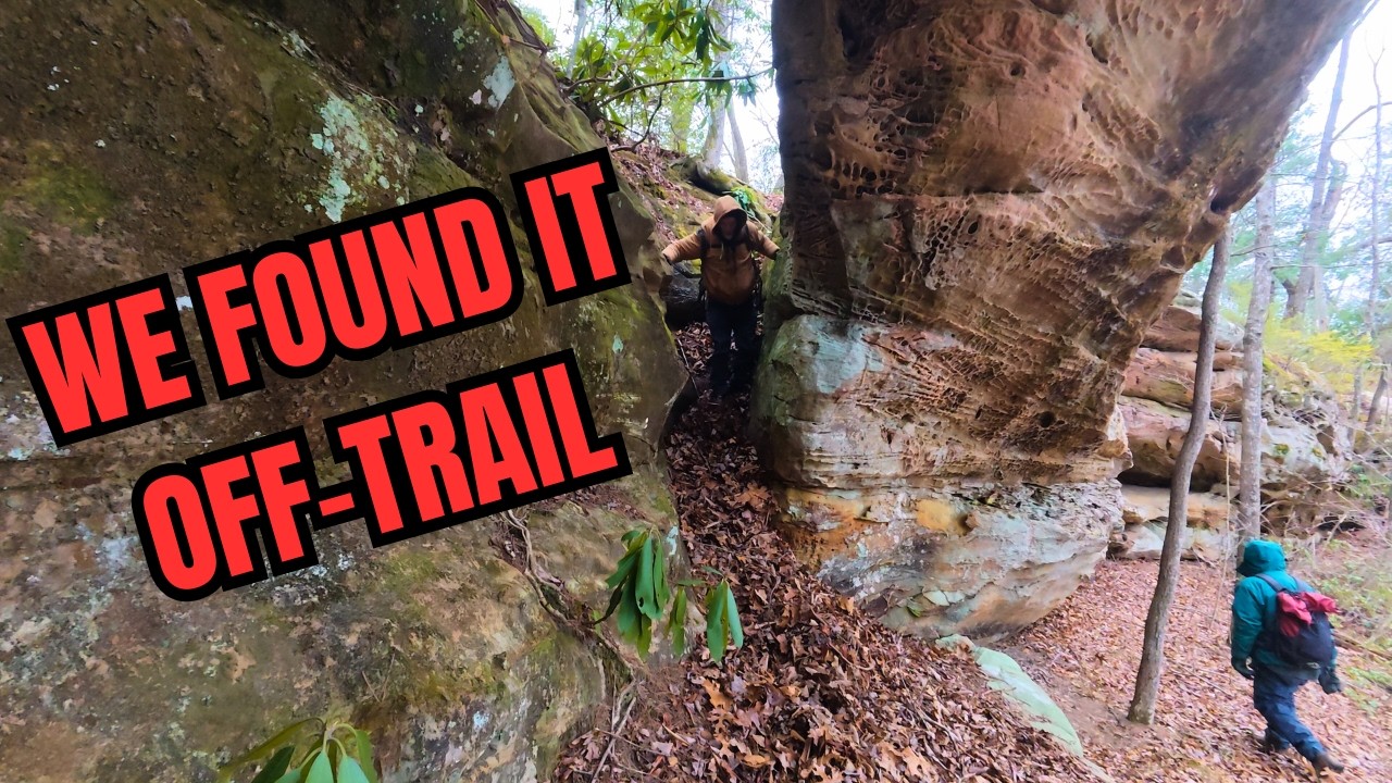 Deep in the Woods, We Found Something Incredible
