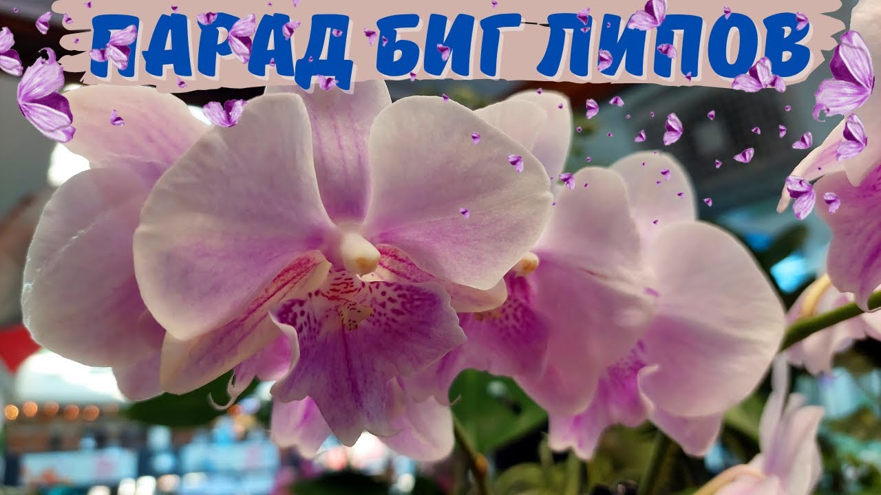 Парад Биг Липов. Обзор фаленопсисов Биг Лип