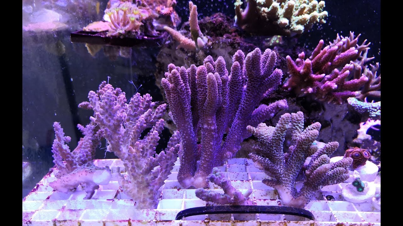 Acroporas salvajes y Coral Protec