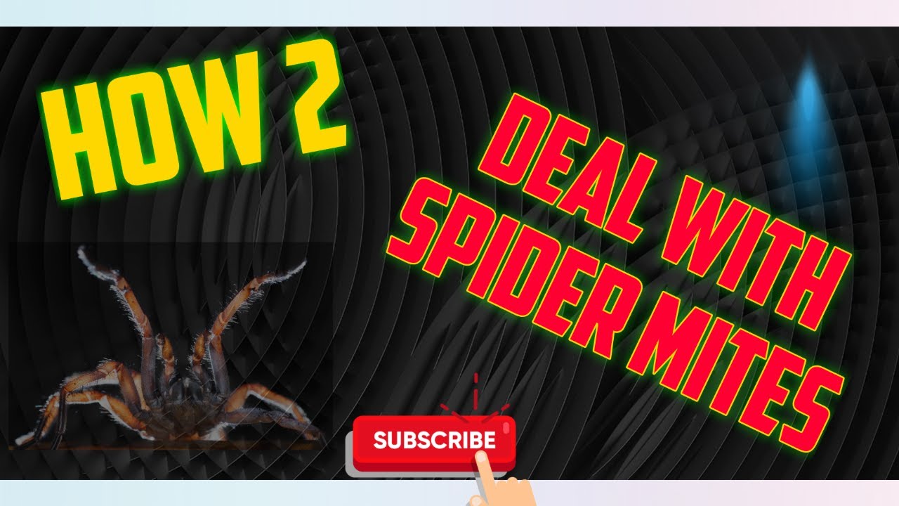 Best Way To Deal With Spider Mites. Simple Solution