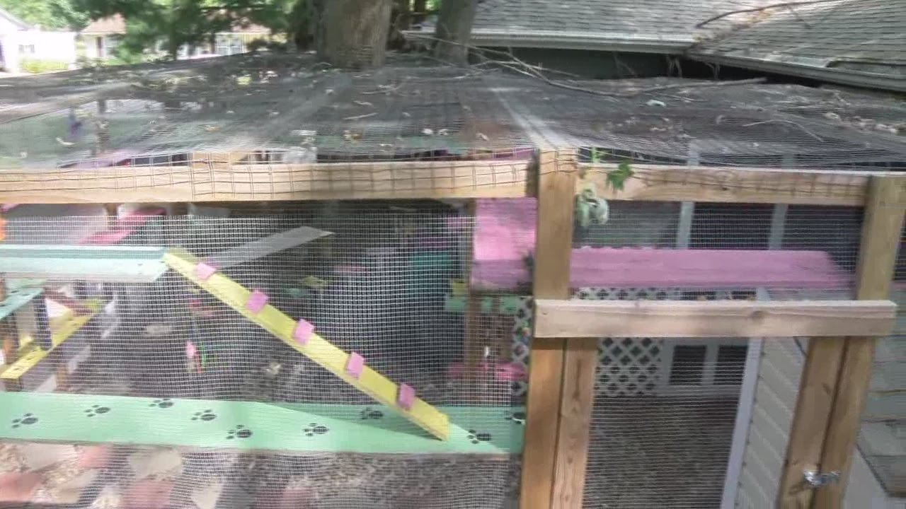 The Catio; 454 square feet all for cats