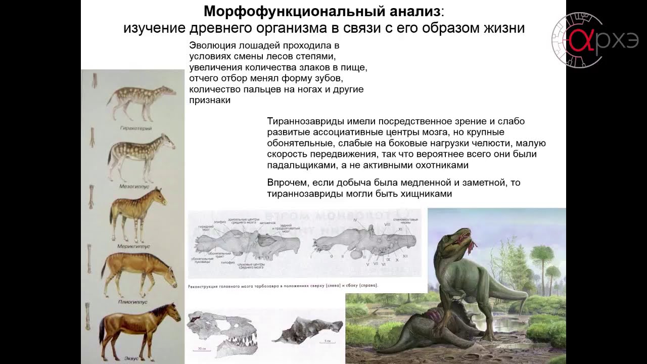 Палеонтология #1.