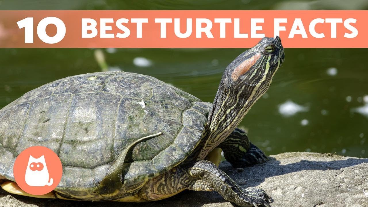 10 ФАКТОВ О ЧЕРЕПАХАХ, которые вы, вероятно, не знали 🐢