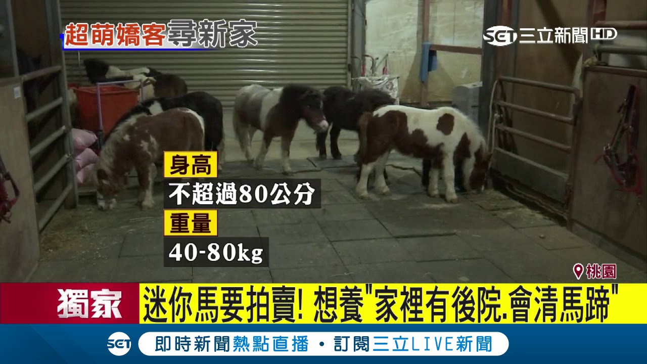 迷你馬要拍賣！想養「家裡有後院、會清馬蹄」｜三立新聞台