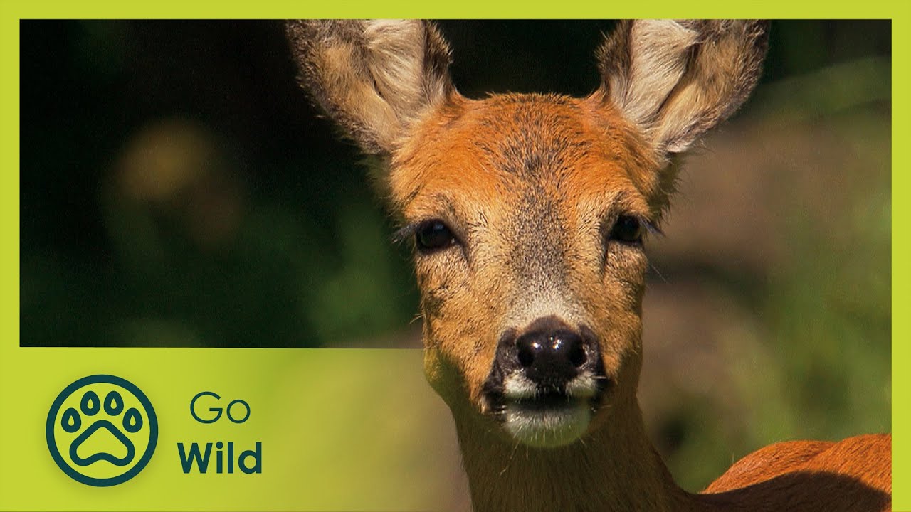 Fascinating Black Forest | Fascinating Places | Go Wild