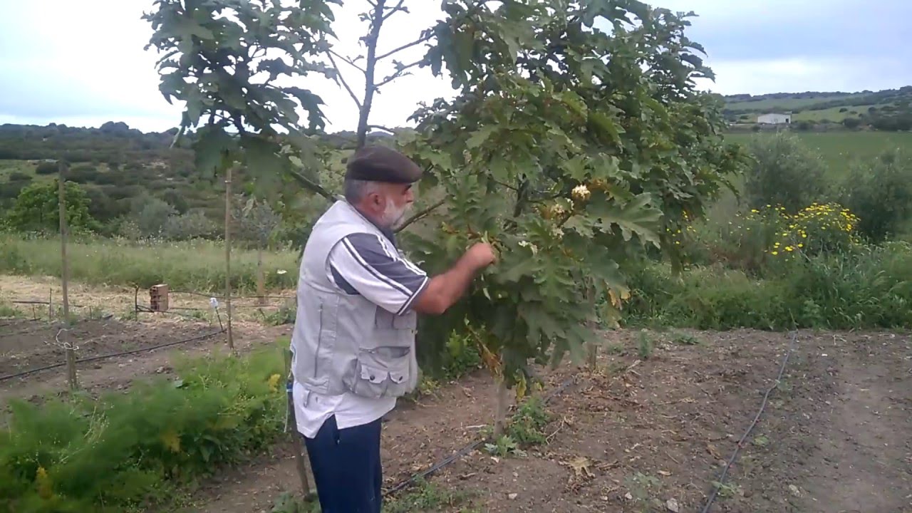 INNESTO SOLANUM TORVUM GUSTAVO SENIS