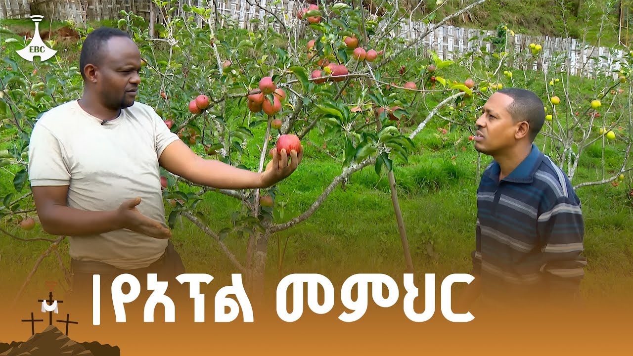 የአፕል ልማት ተሞክሮ በጋሞ ዞን ጨንቻ ዙሪያ