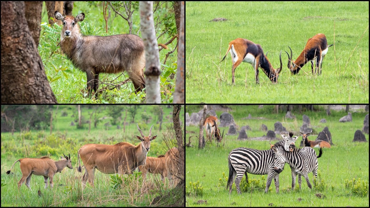 ZAMBIA: Nsobe Game Camp - Game Drive