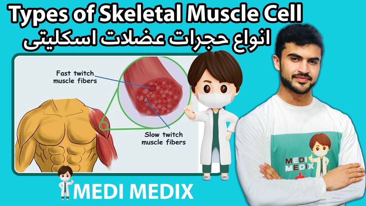 Types of Skeletal Muscle Cell / انواع حجرات عضلات اسکلیتی (Physiology #18)