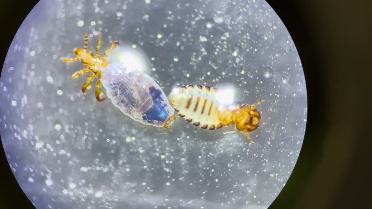 VET PARA 1 | Lice (Phthiraptera)  | (G4, '26)