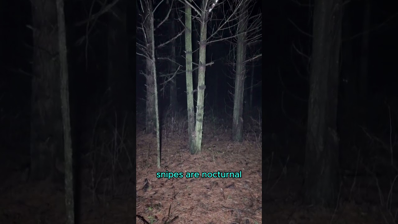 Охота на бекасов