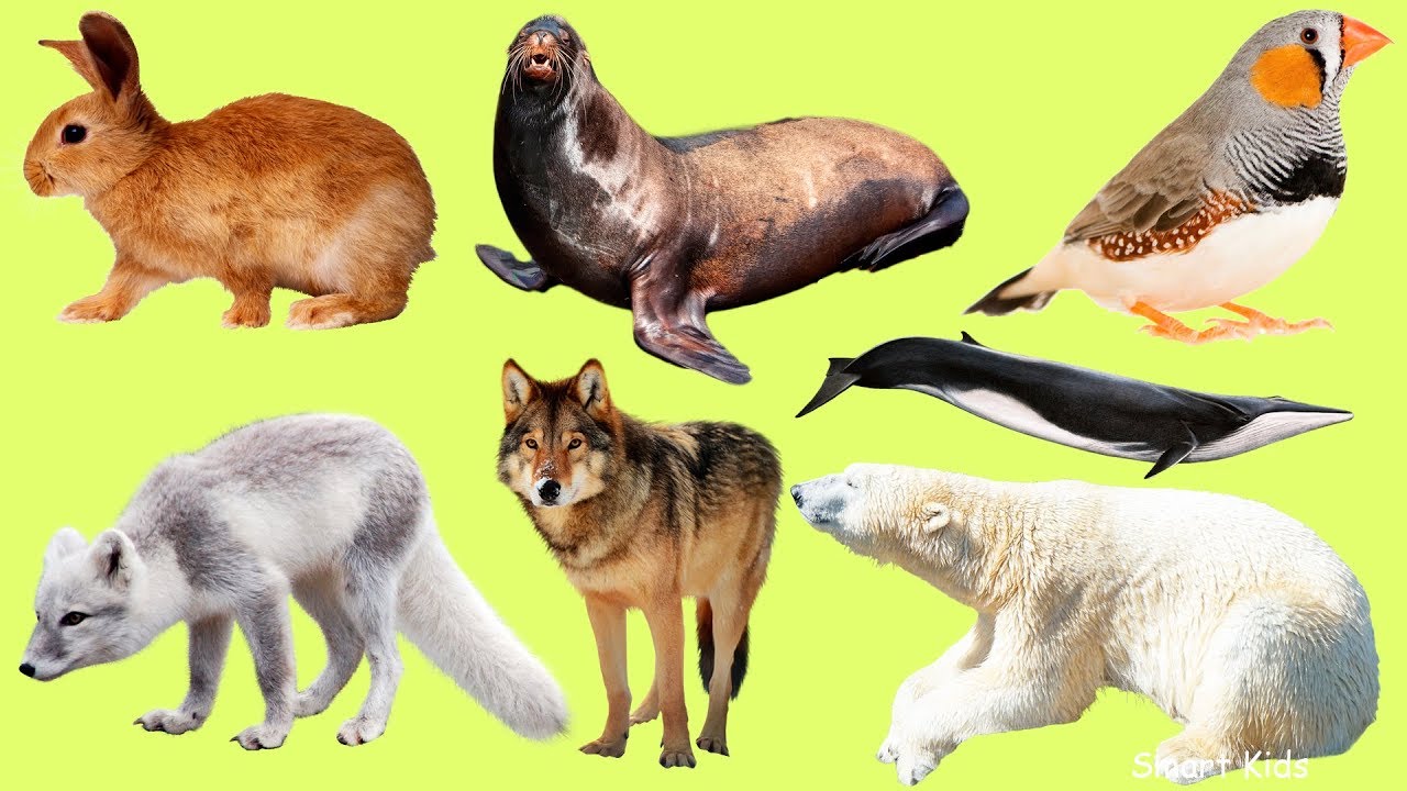 Russian Vocabulary: Arctic & Forest Animals 🐻‍❄️ | Listen and Repeat