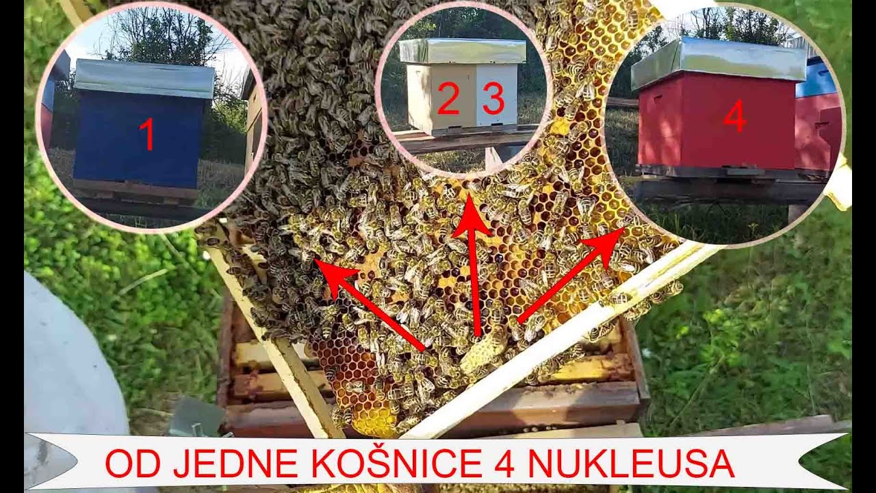 Hoće da se roji/ Neće da se roji- DRUGI DEO