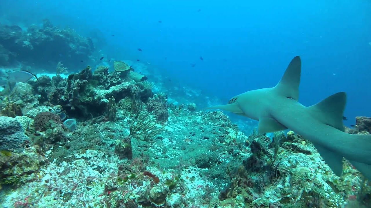 Frisky Nurse Shark and Massive Logger head Turtle GoPro Hero2 HD Cozumel May 27 1080p