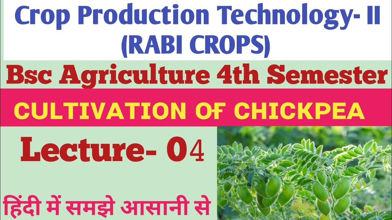 Cultivation Of Chickpea| काबुली चने की खेती |Crop production Technology- 2(RABI CROPS)