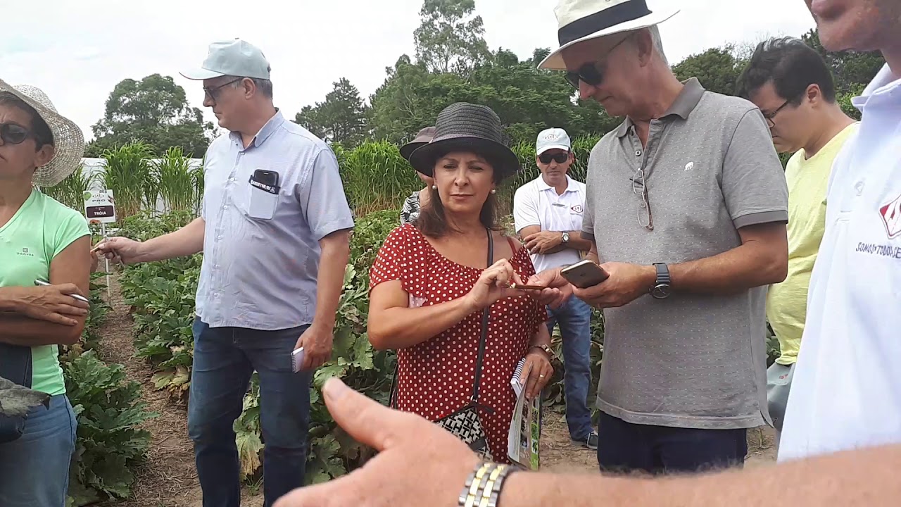 Conhe&ccedil;a os nossos quiabos e saiba quando colher suas flores