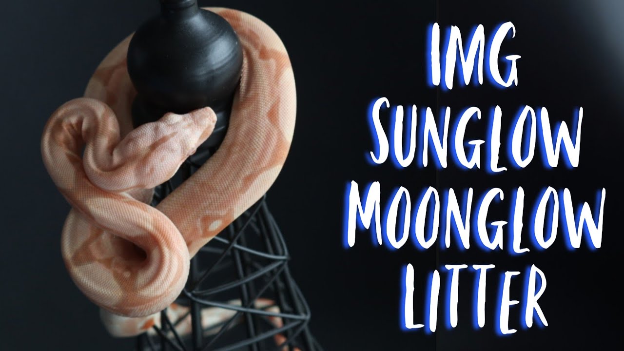 IMG Moonglow Boa Constrictor litter (2020)