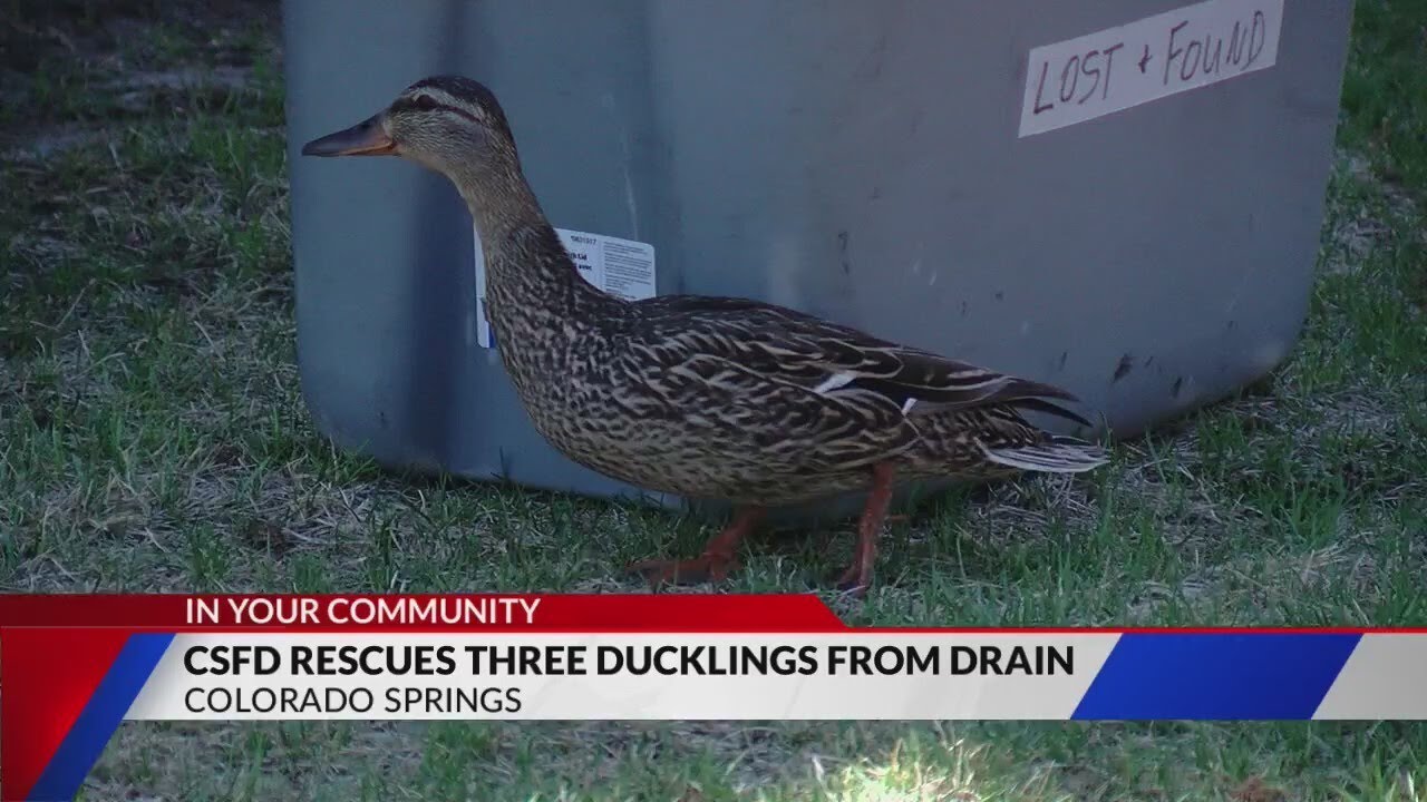 To the rescue: Ducklings saved by fire department