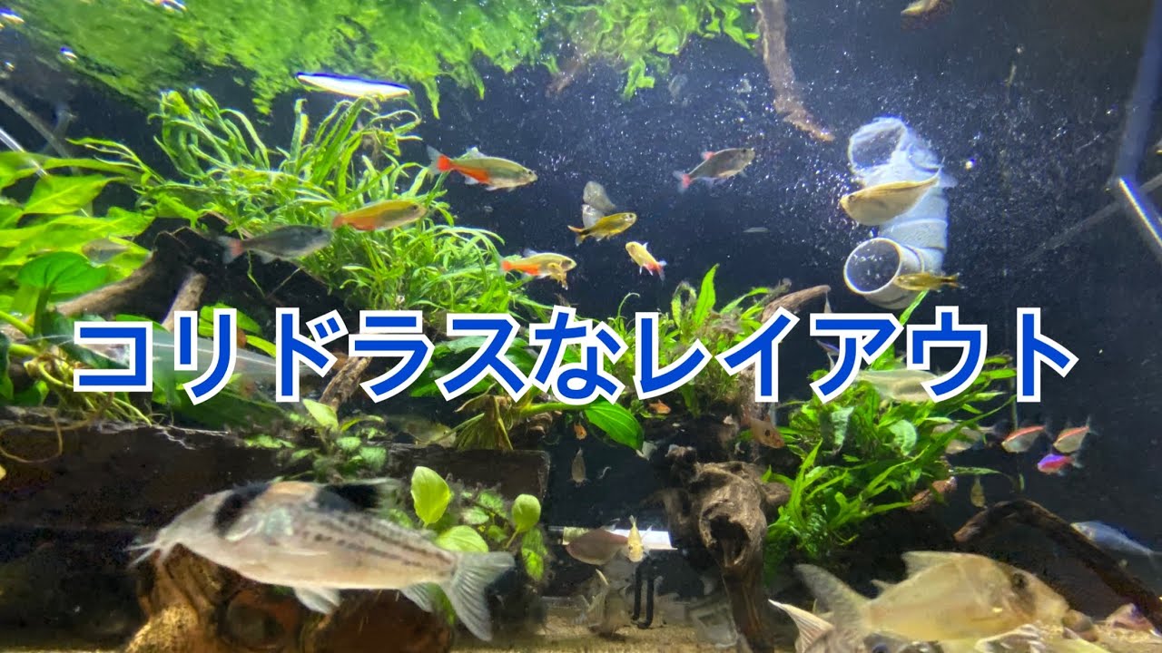 コリドラスなレイアウト　#コリドラス #アクアリウム #熱帯魚