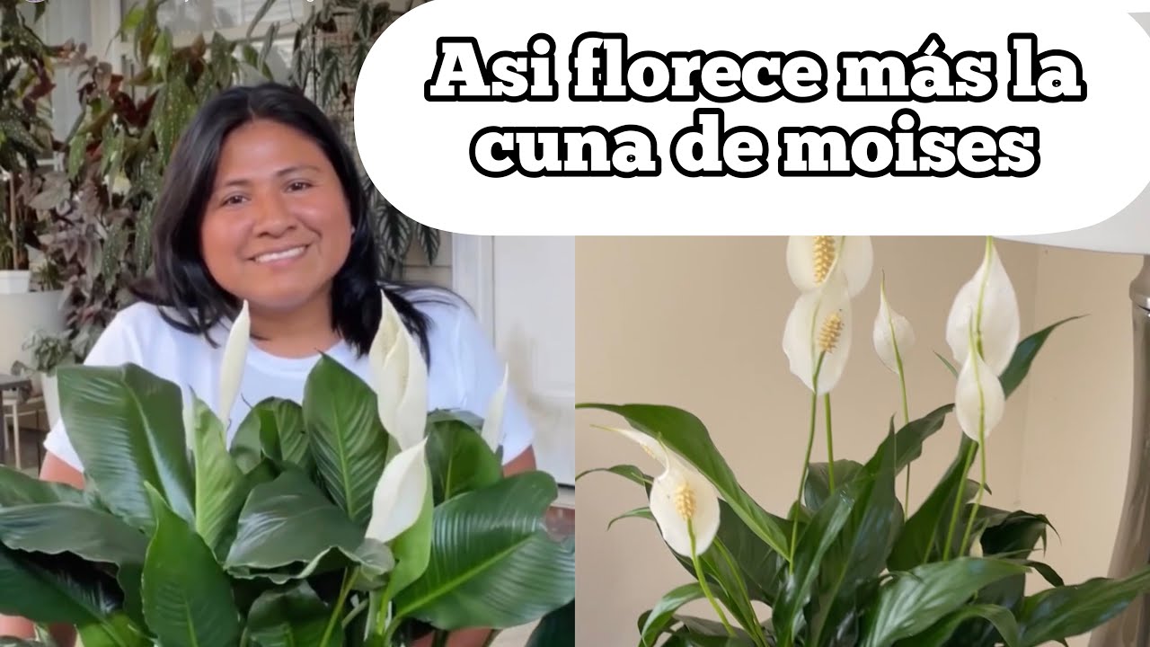 ASI FLORECE  MÁS LA CUNA DE MOISES spathiphyllum