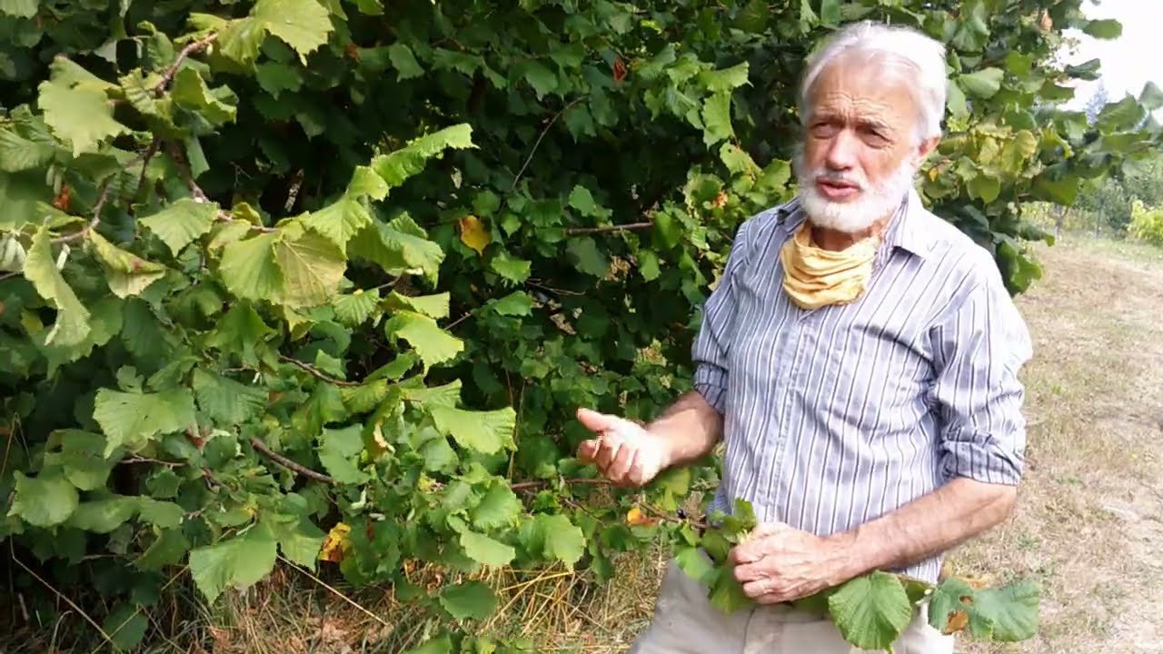 How to Grow and Harvest Hazelnuts Successfully