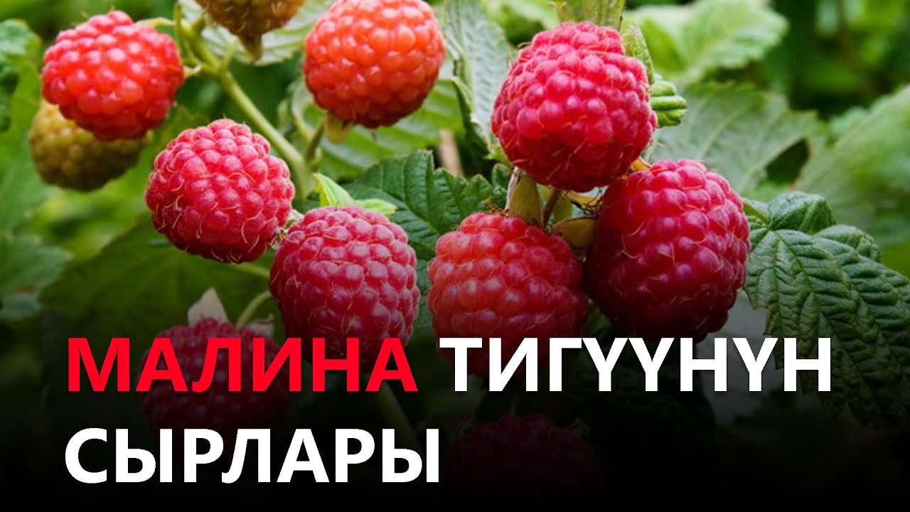 Newtv// Малина тигүүнүн сырлары // азыркынын азаматтары