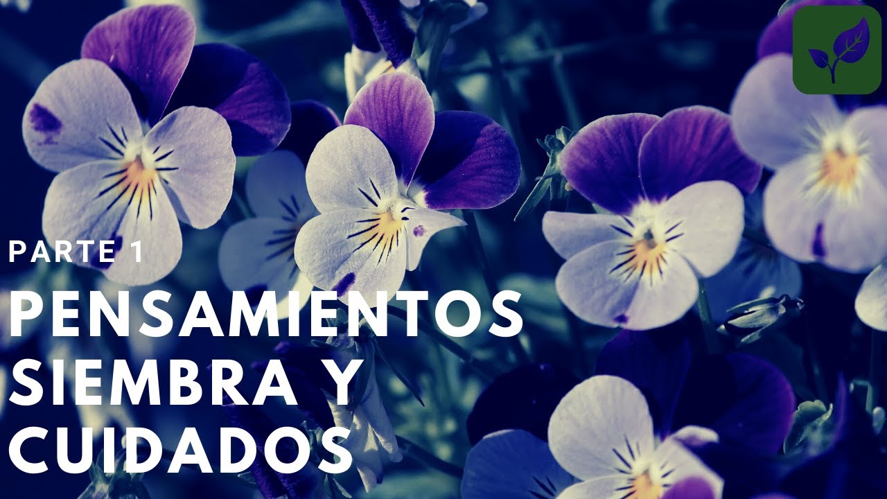 FLOR Pensamiento: Siembra Crecimiento y Cuidado Parte 1