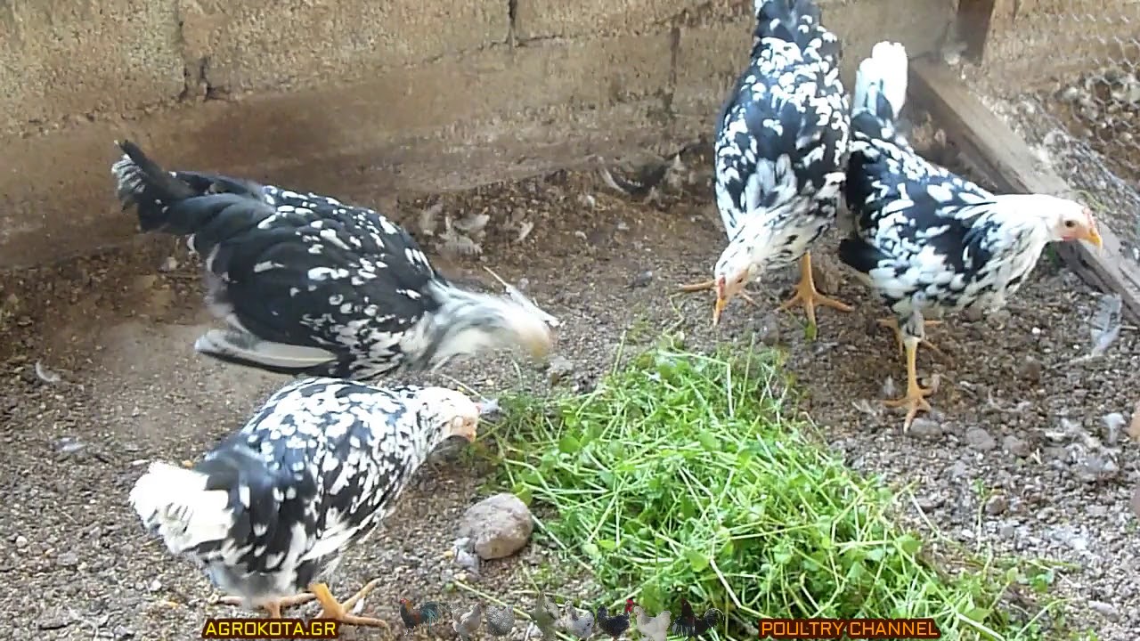 Leghorn Exchequer 3,5 months old - Chicken breeds - AGROKOTA.GR