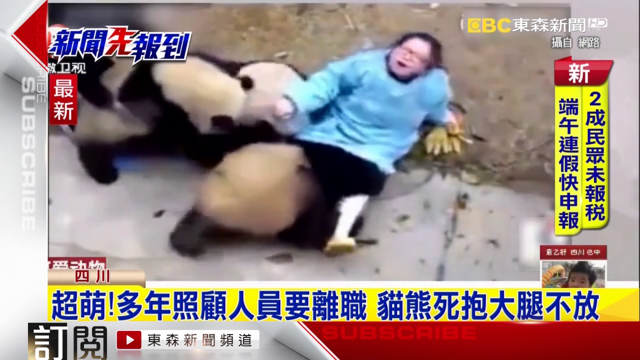 「不讓你走」飼養員離職  萌貓熊死抱大腿不放人 @newsebc