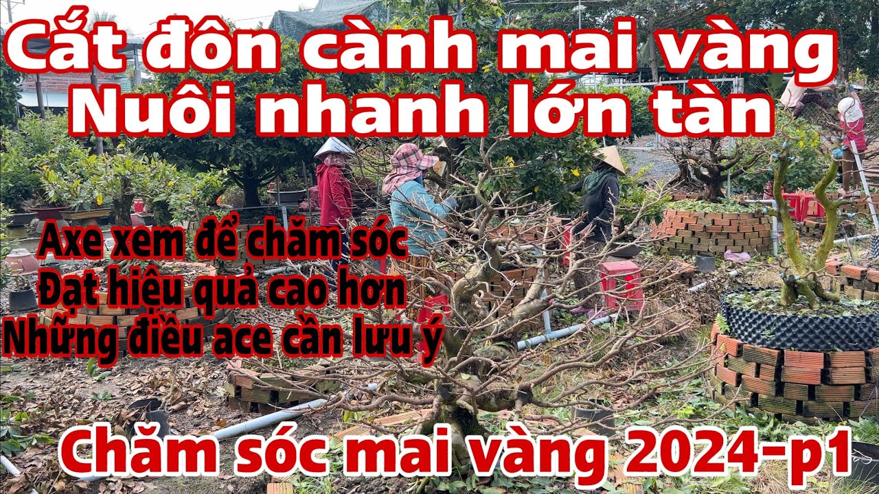 cắt đôn mai vàng - nuôi tàn nuôi cốt nhanh lớn
