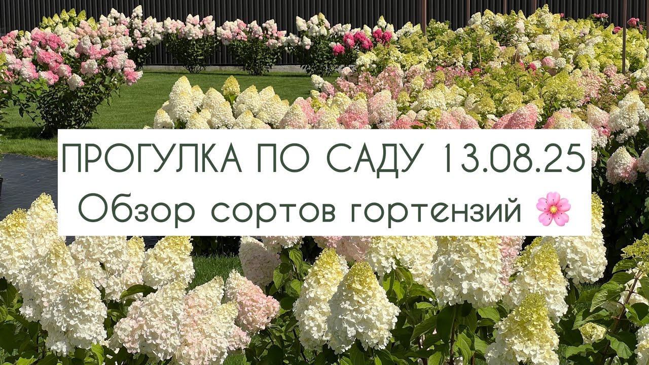 Прогулка по саду 13.08.25. Обзор сортов гортензий. 