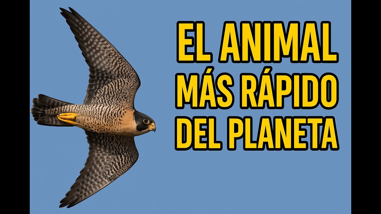 El halc&oacute;n peregrino es el ave m&aacute;s R&Aacute;PIDA del planeta