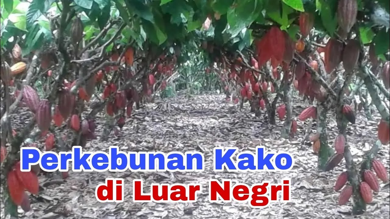PERKEBUNAN KAKAO SAMBUNG PUCUK DI LUAR NEGRI #kakoluarnegri #cacao #berazil #dunia