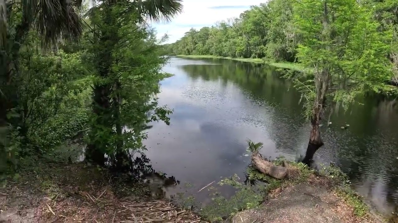 Hiking St Francis Trail in Ocala National Forest