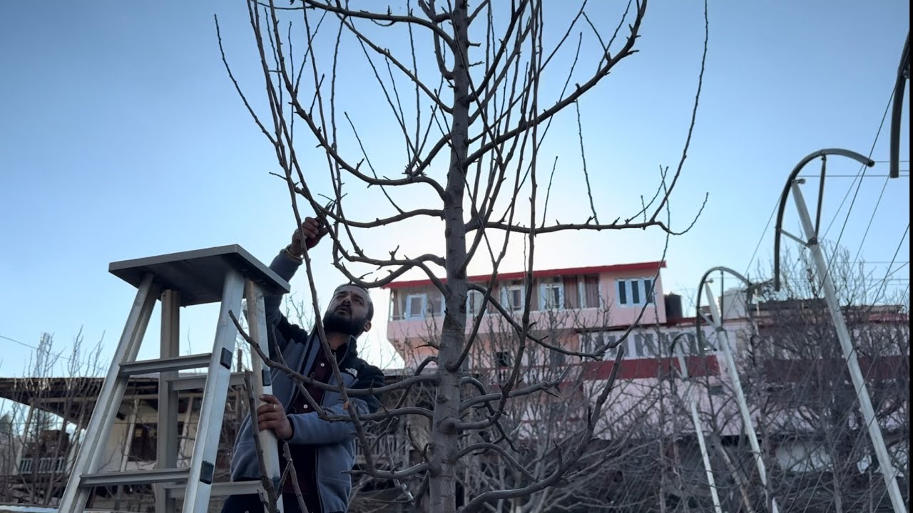 6 year old (HDP) High Density Orchard Pruning@Avnish Chauhan AVO