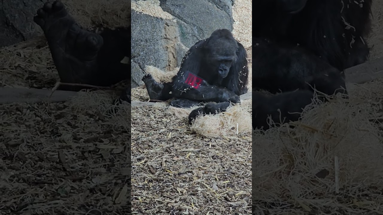 CALGARY ZOO Zookeeper REVEALS Amazing Facts About Baby Gorilla Aris