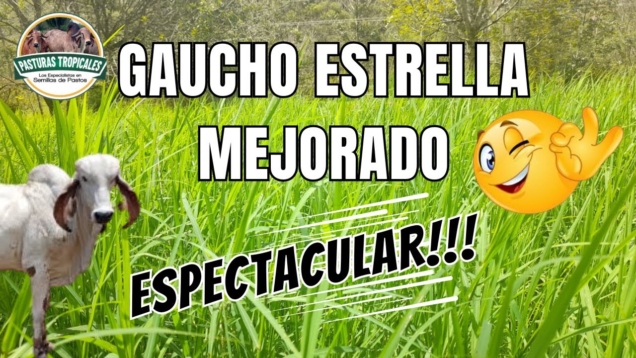 Gaucho Estrella mejorado: usos, ventajas y manejo para heno y pastoreo  #ganaderiacolombiana