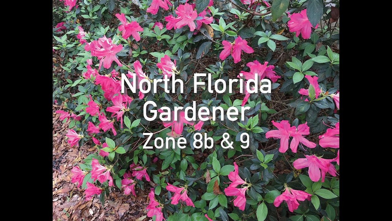 North Florida Gardener Welcome