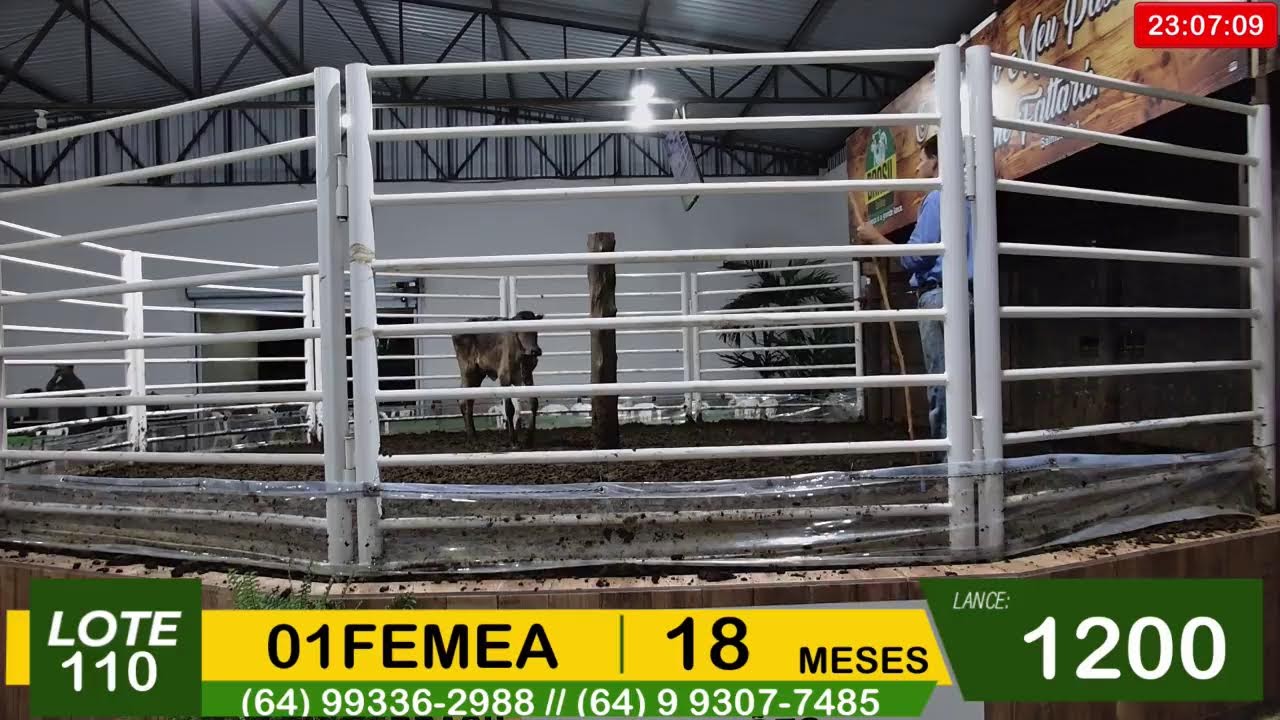BRASIL LEILÕES - SÃO LUIS DE MONTES BELOS - GO -21/01/2026