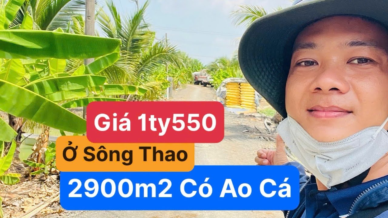 Vườn này ở sông Thao 2900m2 ( hai sào chín). Giá chỉ 1ty550