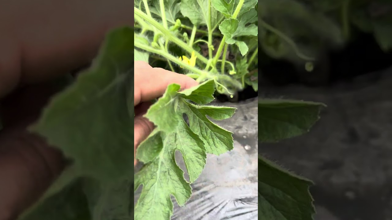 Cultivo de sandía con problemas de Didimela en Las palmas Jalisco