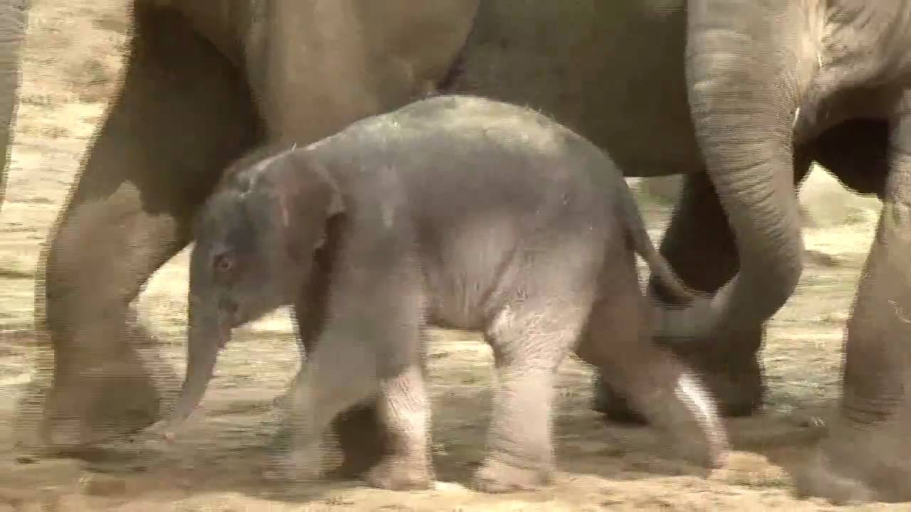 Baby-olifant zet zoo op stelten
